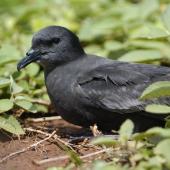 Bulwer's petrel. Adult - this bird came down onto the deck of a ship in Hawaiian waters. Hawai`i - Island of Kaua`i, April 2006. Image &copy; Jim Denny by Jim Denny http://www.kauaibirds.comhttp://www.flickr.com/photos/hawaiibirds/