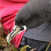 White-chinned petrel. Close view of extreme white-chinned New Zealand bird. Antipodes Island, December 2009. Image &copy; David Boyle by David Boyle