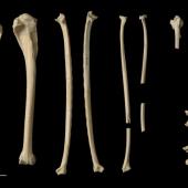 Kohatu shag | Kawau kōhatu. Holotype post-cranial bones (part) (Te Papa NMNZ S.34434). Tokerau Beach, Northland, August 1984. Image &copy; Te Papa by Jean-Claude Stahl