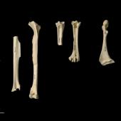 Kohatu shag | Kawau kōhatu. Holotype post-cranial bones (part) (Te Papa NMNZ S.34434). Tokerau Beach, Northland, August 1984. Image &copy; Te Papa by Jean-Claude Stahl