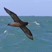 White-chinned petrel. Ventral view of adult in flight. At sea off Otago Peninsula, October 2012. Image &copy; Glenda Rees by Glenda Rees http://www.flickr.com/photos/nzsamphotofanatic/