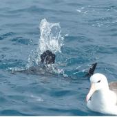 White-chinned petrel | Karetai kauae mā. Adult diving beside black-browed mollymawk. Cook Strait, April 2016. Image &copy; Alan Tennyson by Alan Tennyson