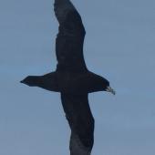 White-chinned petrel. Adult in flight. Cook Strait, April 2016. Image &copy; Alan Tennyson by Alan Tennyson