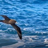 White-chinned petrel | Karetai kauae mā. Adult in flight, ventral view. Southern Ocean, February 2018. Image &copy; Mark Lethlean by Mark Lethlean