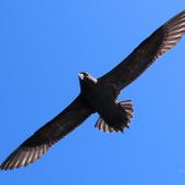 White-chinned petrel. Adult in flight. Tutukaka Pelagic out past Poor Knights Islands, October 2020. Image &copy; Scott Brooks (ourspot) by Scott Brooks