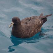 White-chinned petrel. Adult. Cook Strait, April 2016. Image &copy; Colin Miskelly by Colin Miskelly