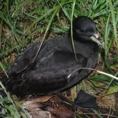 White-chinned petrel | Karetai kauae mā. Adult at breeding colony. Ewing Island, January 2018. Image &copy; Colin Miskelly by Colin Miskelly