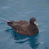 White-chinned petrel. Adult. Cook Strait, April 2016. Image &copy; Colin Miskelly by Colin Miskelly