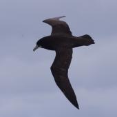 White-chinned petrel. Adult in flight, showing the large chin-patch of Indian Ocean birds. North of Crozet Islands, Southern Indian Ocean, December 2015. Image &copy; Colin Miskelly by Colin Miskelly