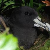White-chinned petrel. Adult at breeding colony. Disappointment Island, Auckland Islands, January 2018. Image &copy; Colin Miskelly by Colin Miskelly