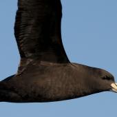 White-chinned petrel. Side view of adult in flight. Kaikoura pelagic, January 2013. Image &copy; Philip Griffin by Philip Griffin
