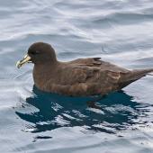 White-chinned petrel. Adult on water. Off Kaikoura, March 2010. Image &copy; Peter Frost by Peter Frost
