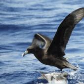 White-chinned petrel. Adult on water showing underwing. Off Snares Islands, February 1983. Image &copy; Colin Miskelly by Colin Miskelly