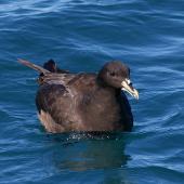 White-chinned petrel. Adult. Kaikoura pelagic, January 2013. Image &copy; Colin Miskelly by Colin Miskelly