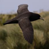 White-chinned petrel. Adult in flight with small white chin visible. Antipodes Island, February 2009. Image &copy; Mark Fraser by Mark Fraser