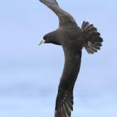 White-chinned petrel. Adult in flight. Cook Strait, April 2016. Image &copy; Phil Battley by Phil Battley