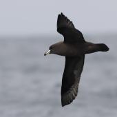 Westland petrel | Tāiko. Adult in flight. Kaikoura pelagic, April 2023. Image &copy; Glenn Pure by Glenn Pure