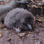 Westland petrel. Chick - about 2 days old. Punakaiki, July 2015. Image &copy; Colin Miskelly by Colin Miskelly