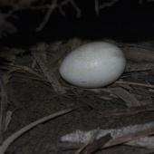 Westland petrel. Egg in nest chamber. Punakaiki, July 2015. Image &copy; Colin Miskelly by Colin Miskelly