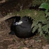 Westland petrel | Tāiko. Adult on colony surface at night. Punakaiki, July 2015. Image &copy; Colin Miskelly by Colin Miskelly