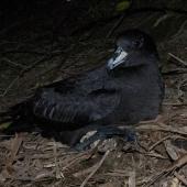 Westland petrel | Tāiko. Adult on colony surface at night. Punakaiki, July 2015. Image &copy; Colin Miskelly by Colin Miskelly