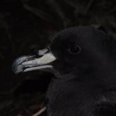 Westland petrel | Tāiko. Adult at breeding colony at night. Punakaiki, July 2015. Image &copy; Colin Miskelly by Colin Miskelly