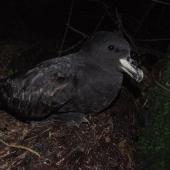 Westland petrel. Adult at breeding colony at night. Punakaiki, July 2015. Image &copy; Colin Miskelly by Colin Miskelly