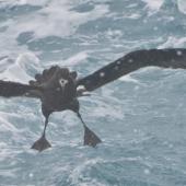 Westland petrel | Tāiko. Landing head-on, showing feet. Cook Strait, Near Wellington, August 2014. Image &copy; Kyle Morrison by Kyle Morrison