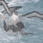 Westland petrel. Plunging for fish ahead of adult black-browed mollymawks. Cook Strait, Near Wellington, August 2014. Image &copy; Kyle Morrison by Kyle Morrison