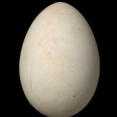 Westland petrel | Tāiko. Egg 82.9 x 57.7 mm (NMNZ OR.023827, collected by Sandy Bartle). Scotsman's Creek, Punakaiki, June 1987. Image &copy; Te Papa by Jean-Claude Stahl