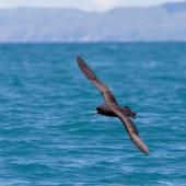 Westland petrel | Tāiko. Adult in flight. Kaikoura pelagic, November 2011. Image &copy; Sonja Ross by Sonja Ross