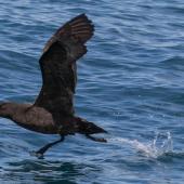 Westland petrel | Tāiko. Adult taking off from sea surface. Kaikoura pelagic, November 2015. Image &copy; David Brooks by David Brooks