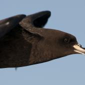 Westland petrel | Tāiko. Close view of adult in flight. Kaikoura pelagic, January 2013. Image &copy; Philip Griffin by Philip Griffin