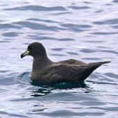 Westland petrel | Tāiko. Adult at sea. Off Kaikoura, March 2010. Image &copy; Peter Frost by Peter Frost