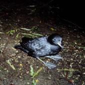 Westland petrel. Adult on breeding colony showing webbing. Punakaiki, July 1991. Image &copy; Colin Miskelly by Colin Miskelly