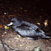 Westland petrel | Tāiko. Adult on breeding colony at night. Punakaiki, July 1991. Image &copy; Colin Miskelly by Colin Miskelly