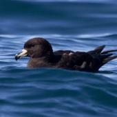 Westland petrel. At rest on the ocean. Kaikoura pelagic, January 2014. Image &copy; David Rintoul by David Rintoul One of two birds seen off the coast at Kaikoura