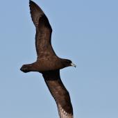 Black petrel | Tāiko. Ventral view of adult in flight. Hauraki Gulf, January 2010. Image &copy; Martin Sanders by Martin Sanders &nbsp;http://martinsanders.smugmug.com/&nbsp;