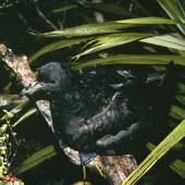 Black petrel | Tāiko. Adult sitting in a tree. Little Barrier Island, July 1988. Image &copy; Alan Tennyson by Alan Tennyson