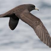 Black petrel. Adult in flight showing upper wing. Hauraki Gulf, January 2012. Image &copy; Philip Griffin by Philip Griffin