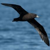 Black petrel | Tāiko. Ventral view of adult in flight. Off Whitianga, March 2012. Image &copy; Philip Griffin by Philip Griffin