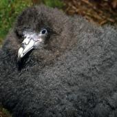 Black petrel. Chick. Little Barrier Island, May 1989. Image &copy; Terry Greene by Terry Greene