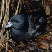 Black petrel. Adult on breeding colony. Little Barrier Island, March 1989. Image &copy; Terry Greene by Terry Greene
