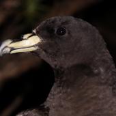 Black petrel | Tāiko. Close view of adult head showing bill colouring. Great Barrier Island, February 2010. Image &copy; Mark Fraser by Mark Fraser