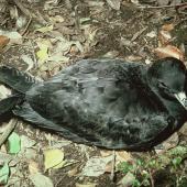 Black petrel | Tāiko. Adult on ground showing back with folded wings. Little Barrier Island, June 1978. Image &copy; Department of Conservation (image ref: 10040440) by Dick Veitch, Department of Conservation Courtesy of Department of Conservation