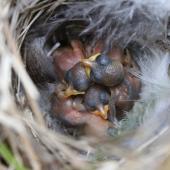 Fernbird | Mātātā. Newly hatched North Island fernbird chicks in nest. Lake Opouahi, Hawke's Bay, January 2014. Image &copy; Adam Clarke by Adam Clarke