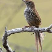 Fernbird | Mātātā. Adult North Island fernbird. Ngunguru wetland, January 2021. Image &copy; Scott Brooks (ourspot) by Scott Brooks