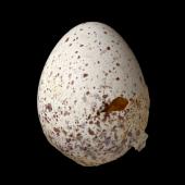 Fernbird. Codfish Island fernbird egg 21.8 x 16.4 mm (NMNZ OR.025411, collected by Pete McClelland). Whenua Hou / Codfish Island, January 1996. Image &copy; Te Papa by Jean-Claude Stahl