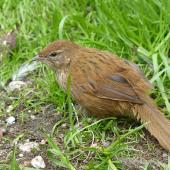 Fernbird | Mātātā. Fledgling, Snares subspecies. North East Island, The Snares, December 2013. Image &copy; Alan Tennyson by Alan Tennyson