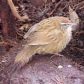 Fernbird | Mātātā. Adult, Snares subspecies. North East Island, The Snares, November 2013. Image &copy; Alan Tennyson by Alan Tennyson